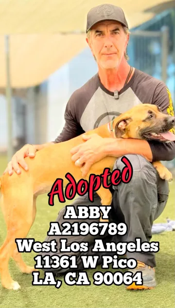 Abby, adopted from the West LA Shelter