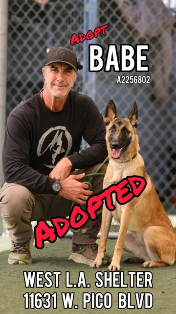 Babe, adopted from the West LA Shelter