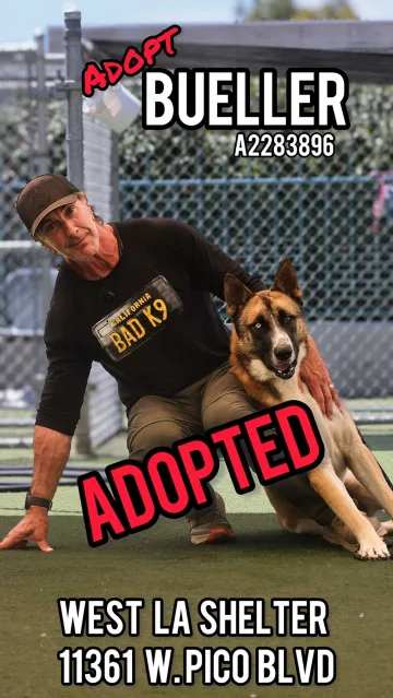 Bueller, adopted from the West LA Shelter