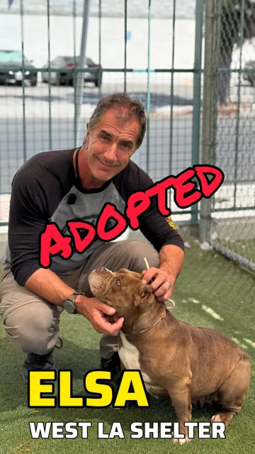 Elsa, adopted from the West LA Shelter