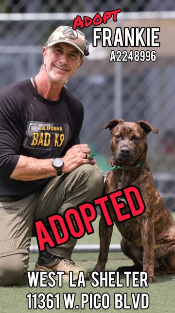 Frankie, adopted from the West LA Shelter