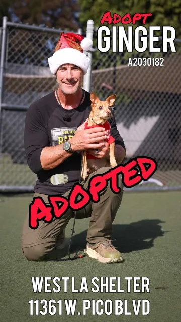 Ginger, adopted from the West LA Shelter