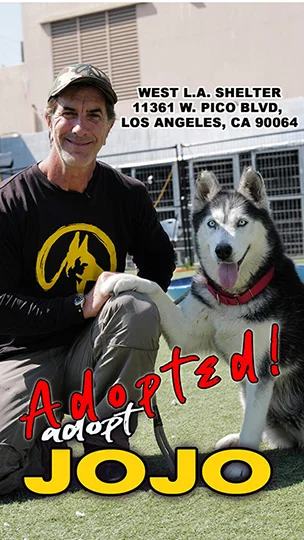 Jojo, adopted from the West LA Shelter