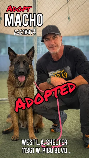 Macho, adopted from the West LA Shelter