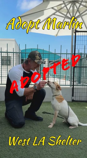 Marlin, adopted from the West LA Shelter