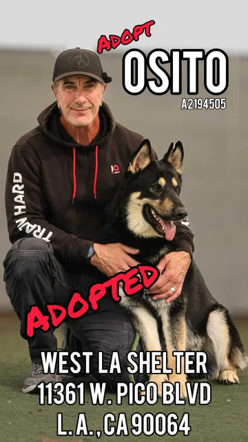 Osito, adopted from the West LA Shelter
