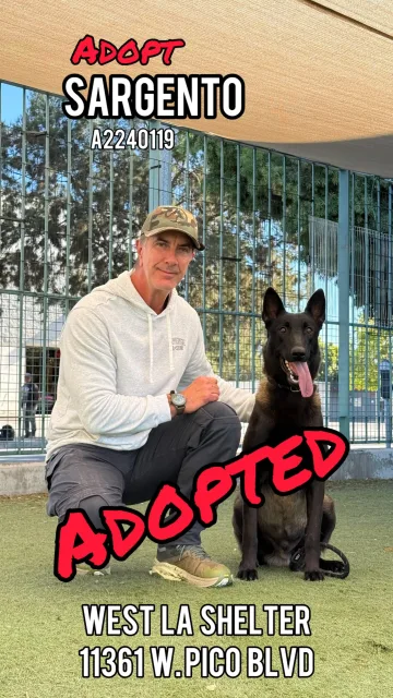 Sargento, adopted from the West LA Shelter
