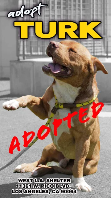 Turk, adopted from the West LA Shelter