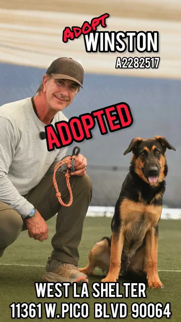 Winston, adopted from the West LA Shelter