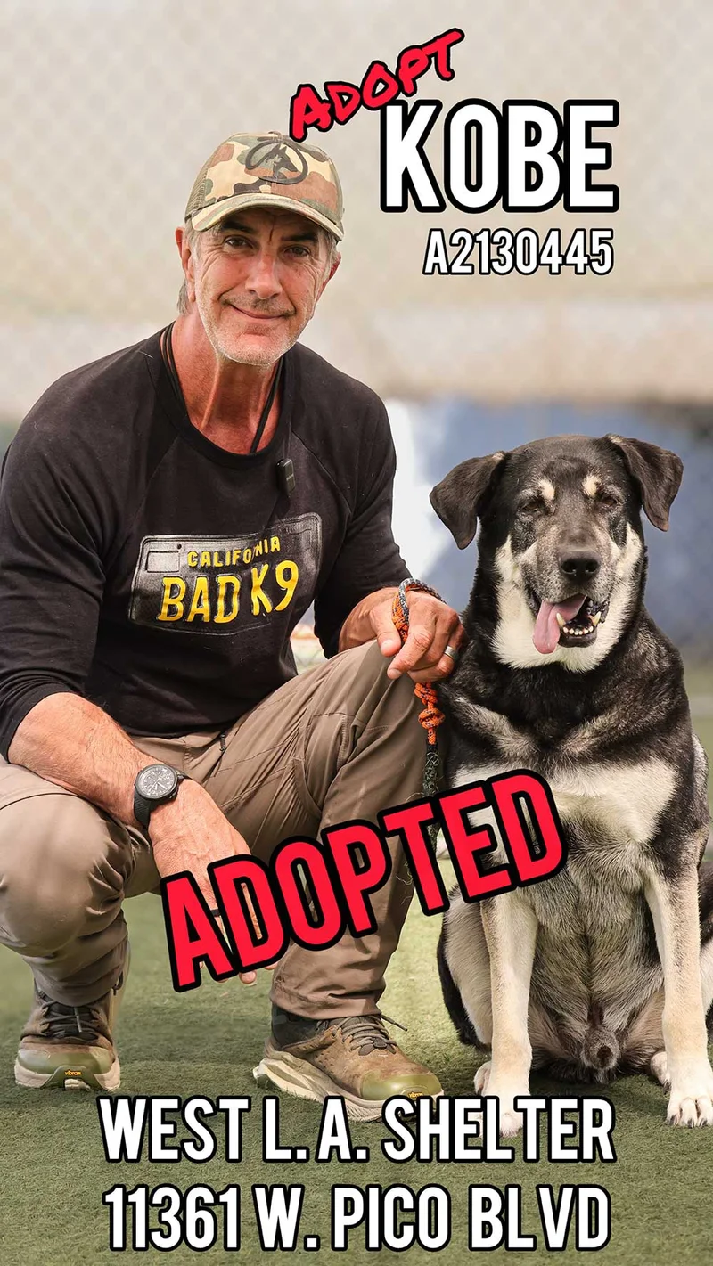 Kobe, adopted from West LA Shelter