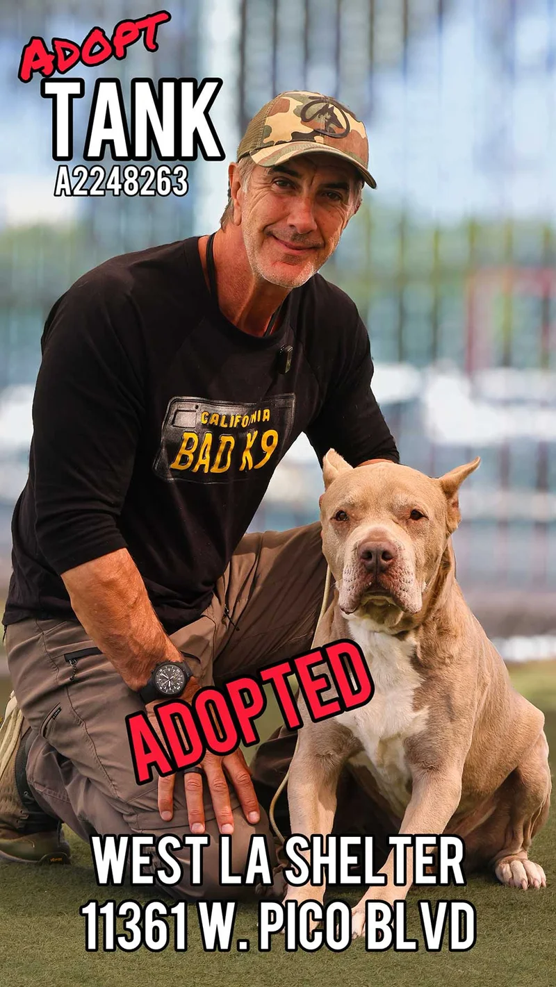 Tank, adopted from West LA Shelter