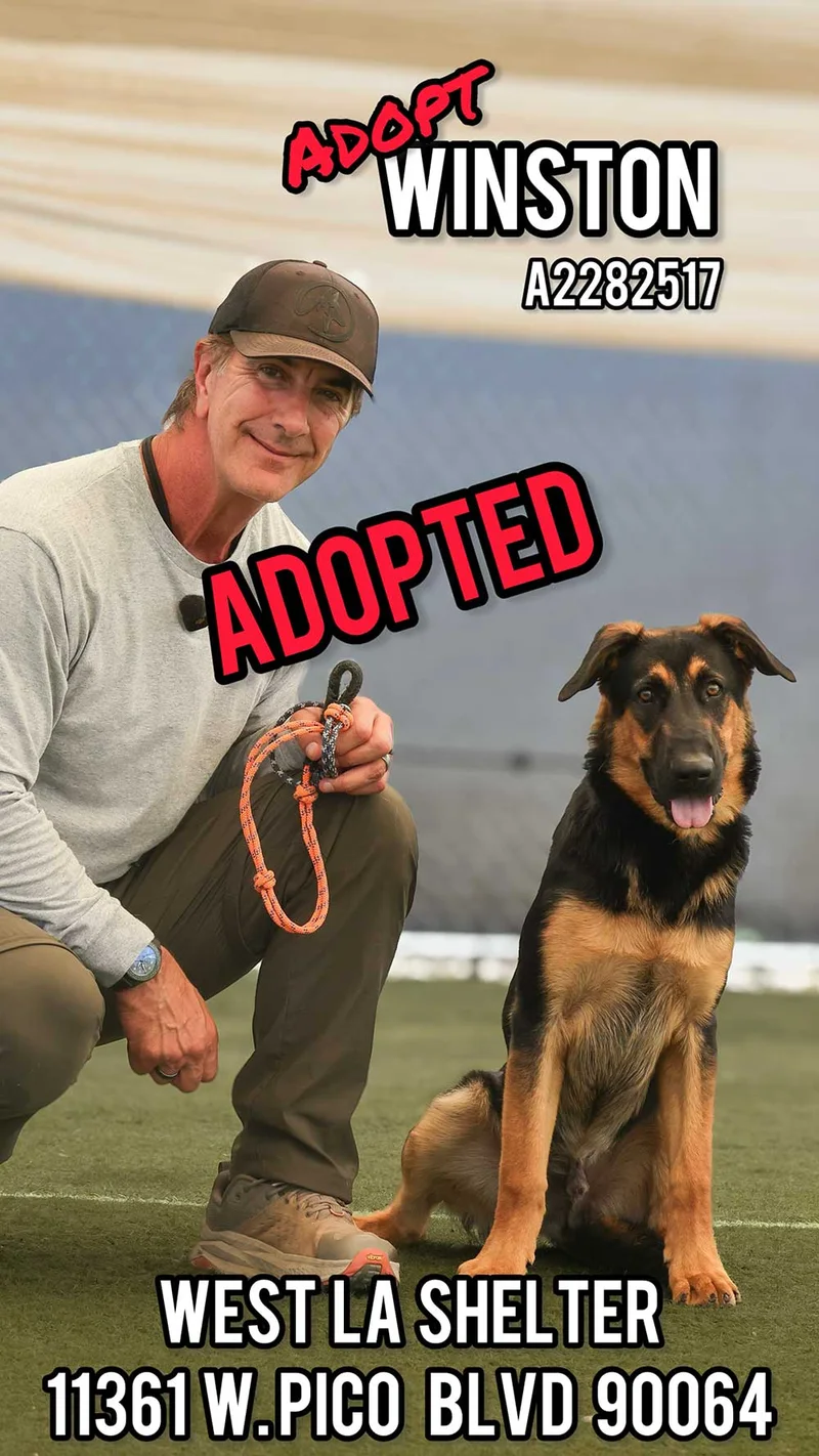 Winston, adopted from West LA Shelter