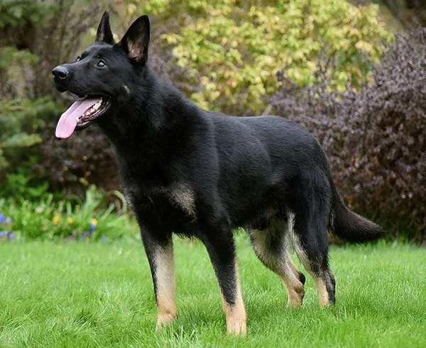 Bicolor German Shepherd