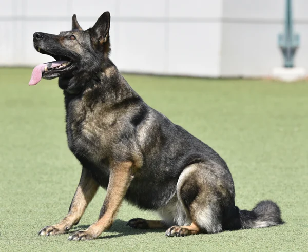 Sable German Shepherd