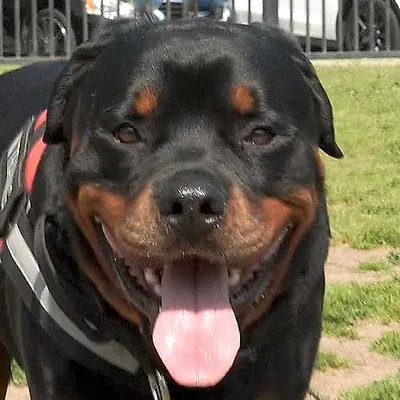 Karl