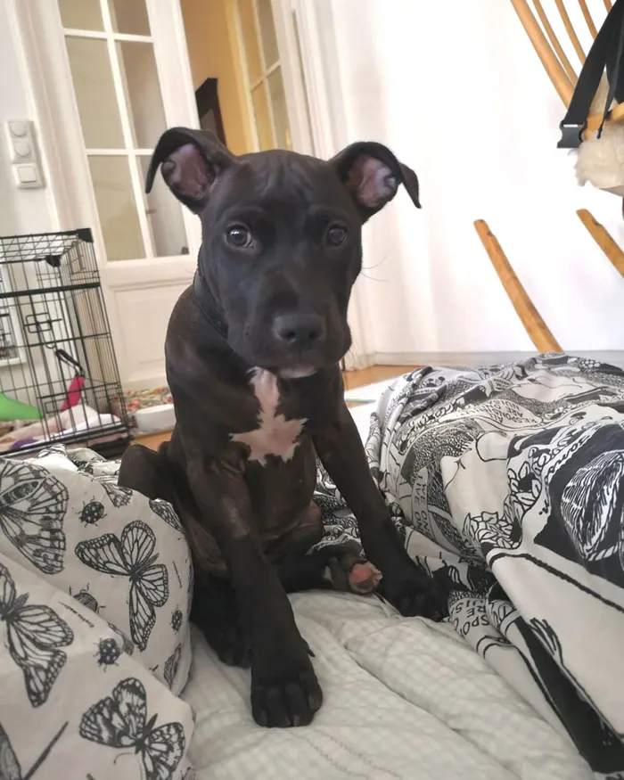 Bella