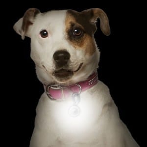 Nite Ize pet Safety Safety Light for Dogs