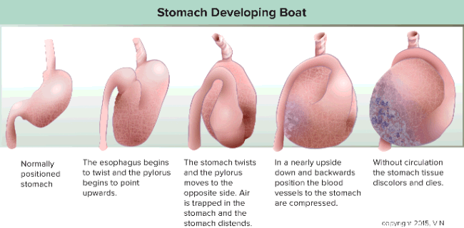 Stomach Developing Bloat
