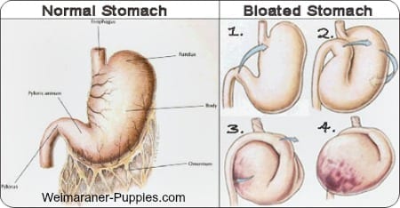 Bloat in Dogs Diagram